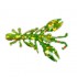 Мягкая приманка Wonder Trout Bait Astacus 4.5см, 5шт