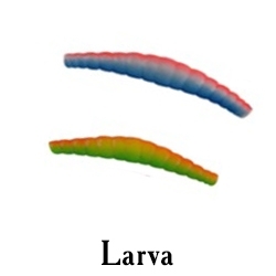 Larva